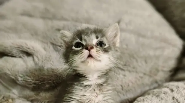 Cuccioli di animali salvati da situazioni di pericolo