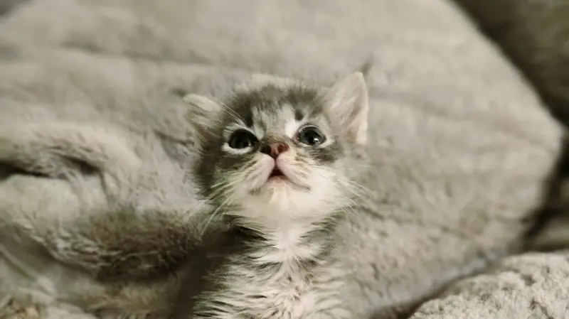 Cuccioli di animali salvati da situazioni di pericolo