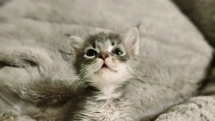 Cuccioli di animali salvati da situazioni di pericolo