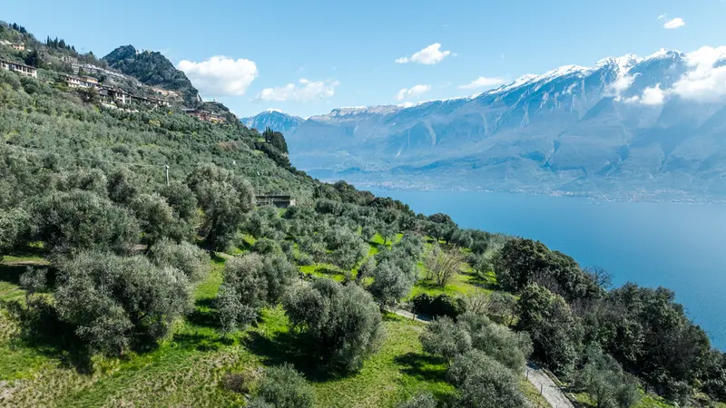 Una pittoresca immagine di oliveti gardesani