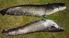Due esemplari di pesce siluro
