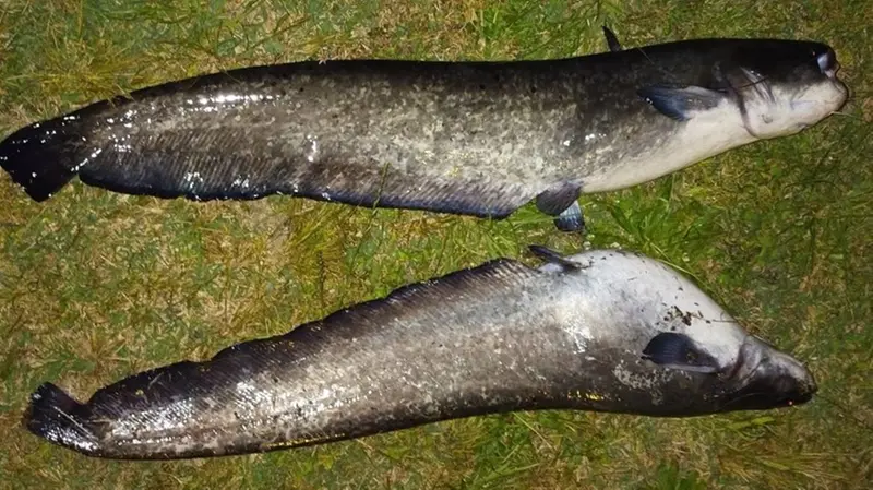 Due esemplari di pesce siluro
