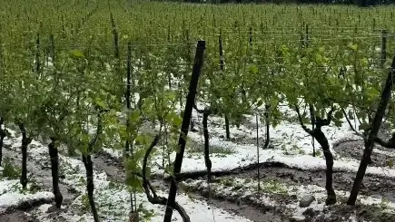 La grandine ha colpito i vitigni