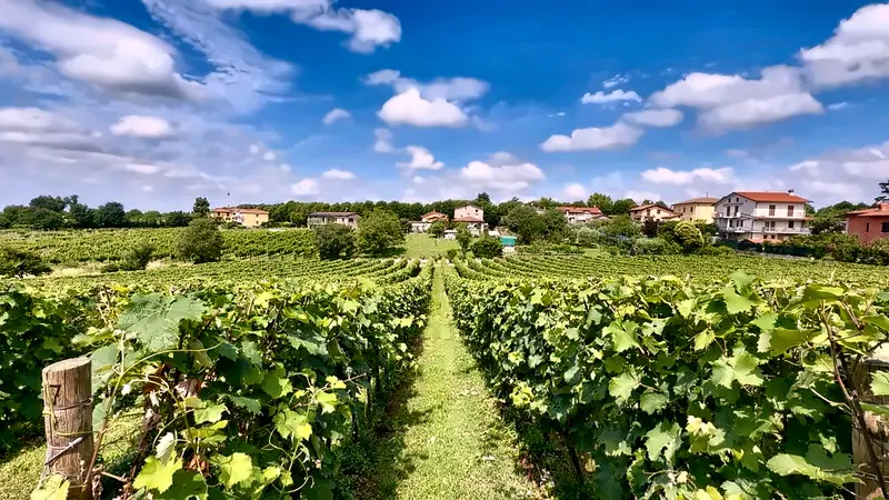 I vigneti della Cantina Peri Bigogno