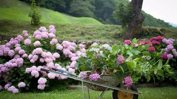 Le ortensie di Corinna Guana
