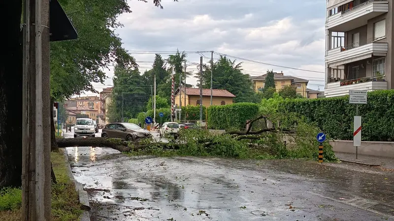 Un albero abbattuto in via Cremona - © www.giornaledibrescia.it