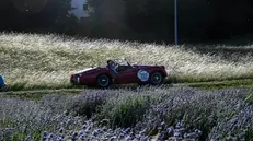 Mille Miglia 2026, il passaggio in un campo di lavanda
