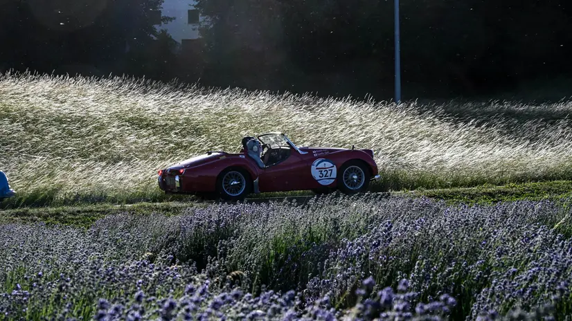 Mille Miglia 2026, il passaggio in un campo di lavanda
