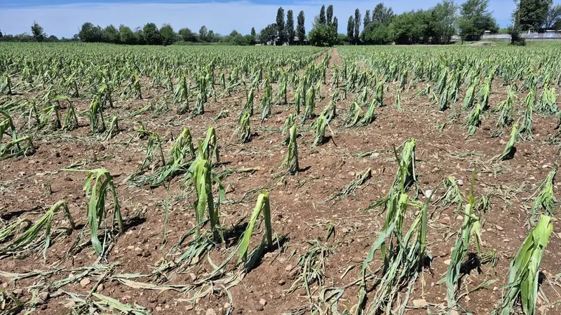 Un campo di mais danneggiato a Castegnato - © www.giornaledibrescia.it