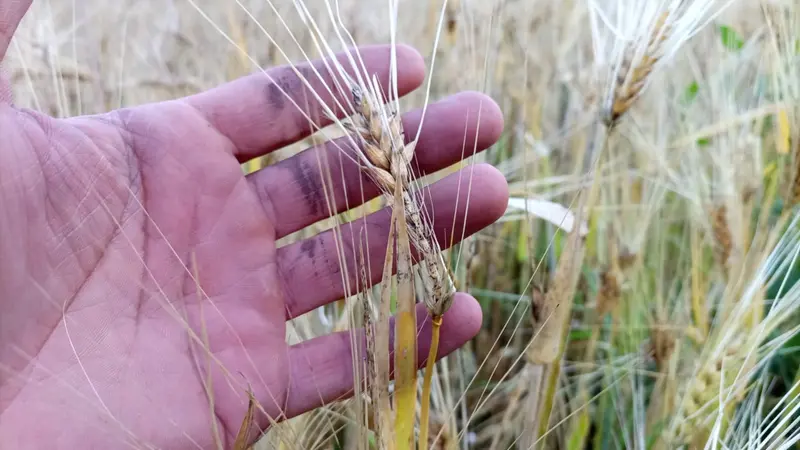 Orzo danneggiato dalla Grandine a Padenghe - © www.giornaledibrescia.it