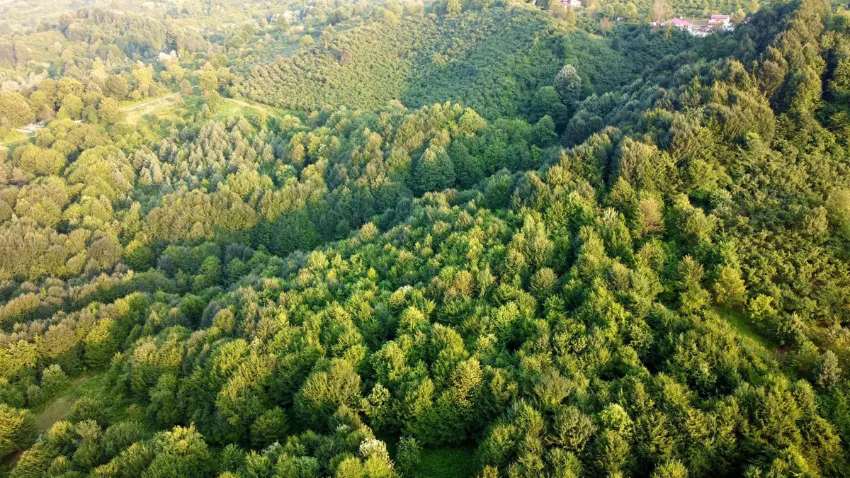 Un bosco visto dall'alto