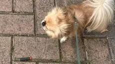 La ragazza era a passeggio col suo cane, qui accanto al proiettile di gomma