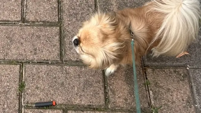 La ragazza era a passeggio col suo cane, qui accanto al proiettile di gomma