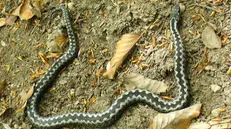 Una vipera