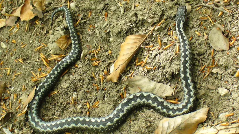 Una vipera