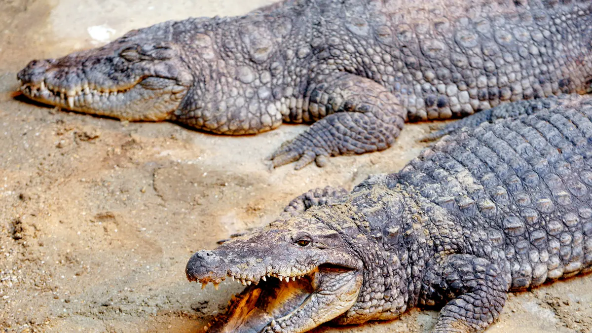 Spinge bambino nel recinto dei coccodrilli in uno zoo, 30enne arrestato in Gb