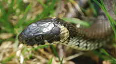 Vipere e culubri