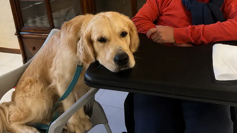 Il golden retriever Ciro al lavoro con un'anziana