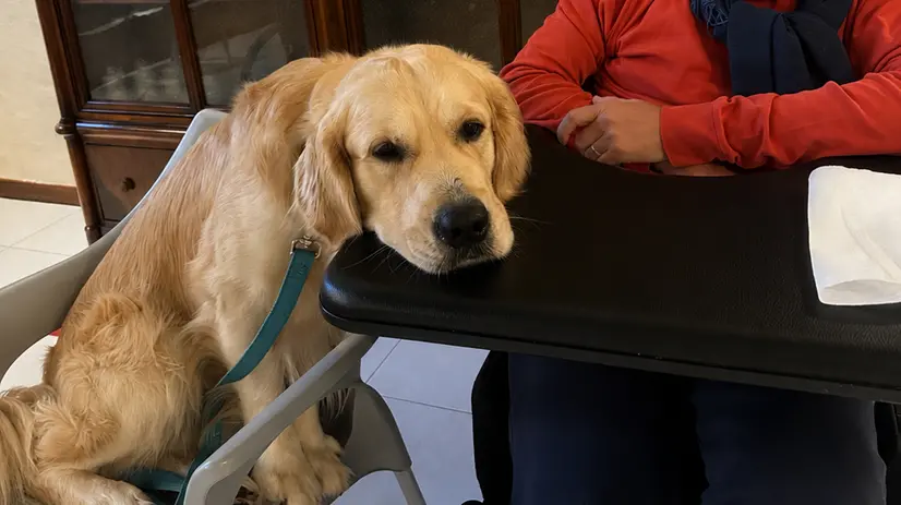 Il golden retriever Ciro al lavoro con un'anziana