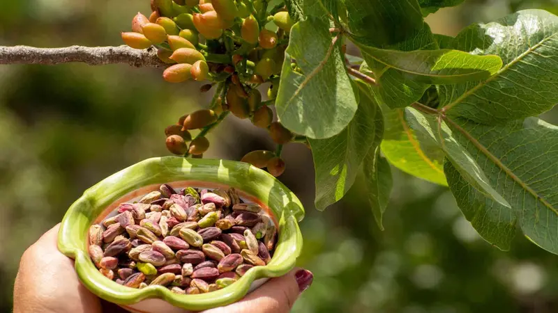 Una pianta di pistacchi