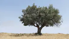 Un ulivo in campagna
