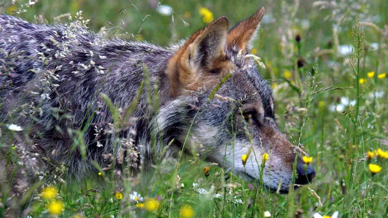 Un lupo, specie passata da «rigorosamente protetta» a «protetta» - Foto Ansa © www.giornaledibrescia.it