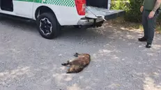 Il cucciolo di cinghiale recuperato nel canale