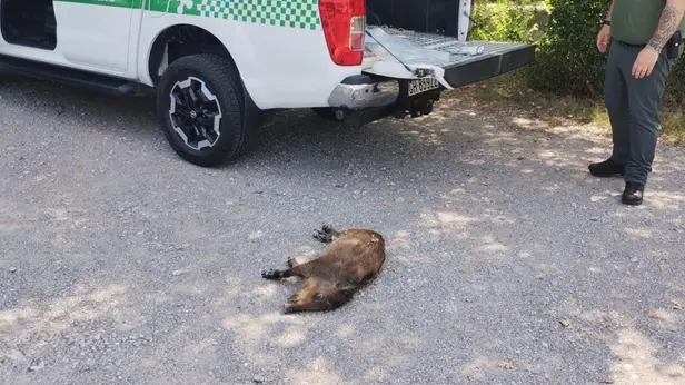Il cucciolo di cinghiale recuperato nel canale