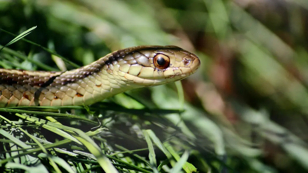 Un serpente nell'erba
