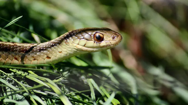 Un serpente nell'erba
