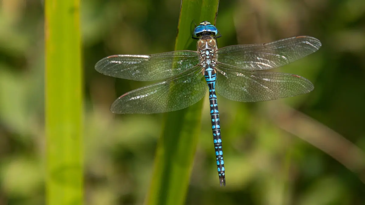 Una libellula