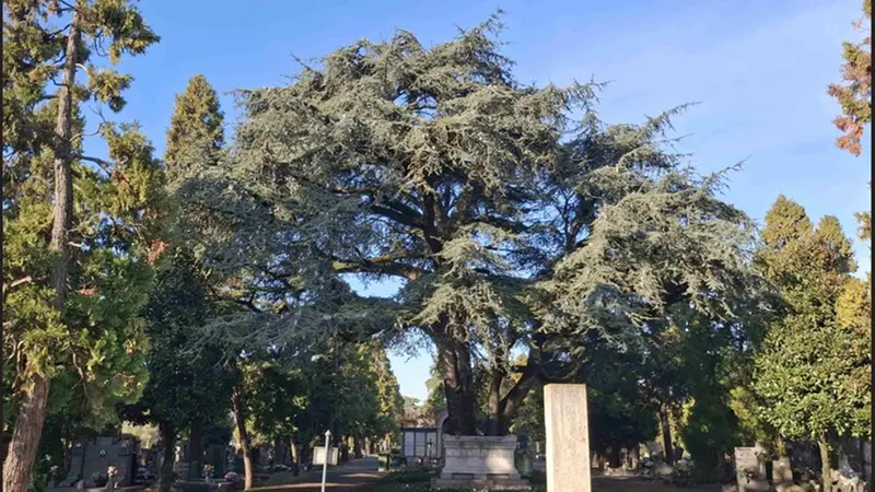 Uno dei nuovi alberi monumentali riconosciuti dalla Regione