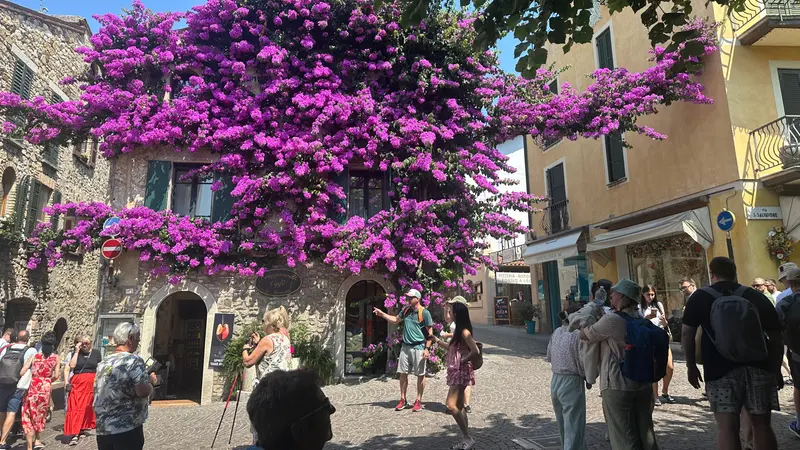 La bougainvillea accoglie i turisti