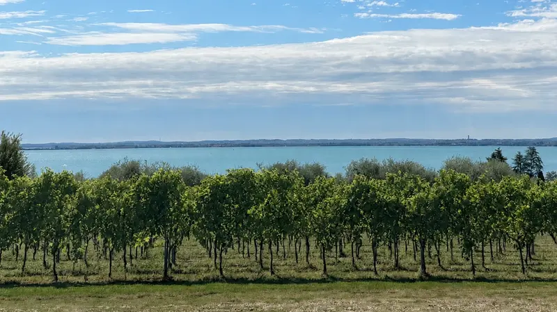 La suggestiva veduta di un vigneto del lago di Garda