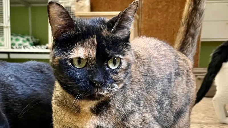 Uno dei gatti randagi curati da Enpa Brescia - Foto Facebook