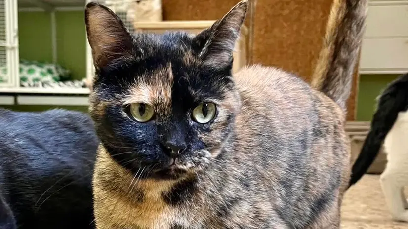 Uno dei gatti randagi curati da Enpa Brescia - Foto Facebook