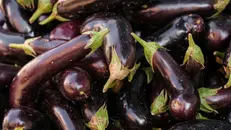 Melanzane