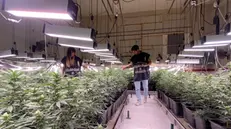 La Guardia di Finanza nella piantagione di marijuana