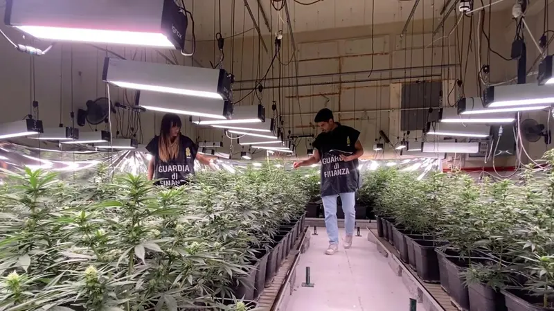 La Guardia di Finanza nella piantagione di marijuana