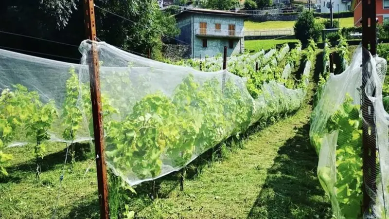 Un vigneto a Edolo - © www.giornaledibrescia.it