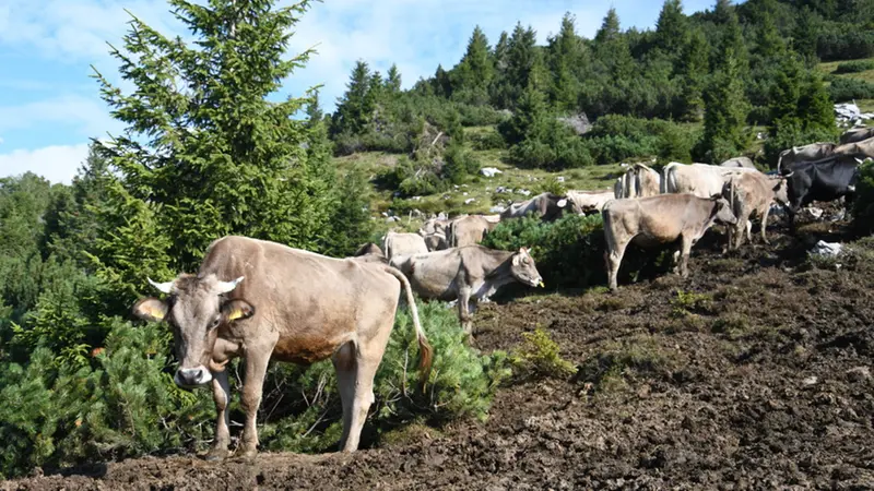 Le belle alture della Val Trompia dove i bovini trovano pascolo