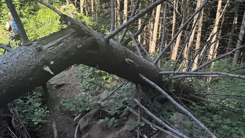Alcuni abeti abbattuti a Zone
