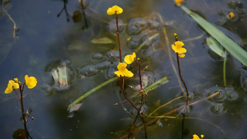 L'Utricularia australis