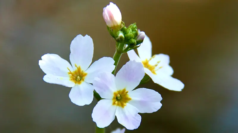 L'Hottonia palustris