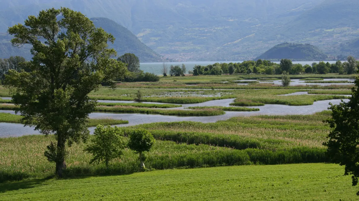 Le Torbiere del Sebino