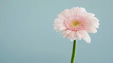 Anche dopo aver subìto un'ingiustizia è possibile rifiorire