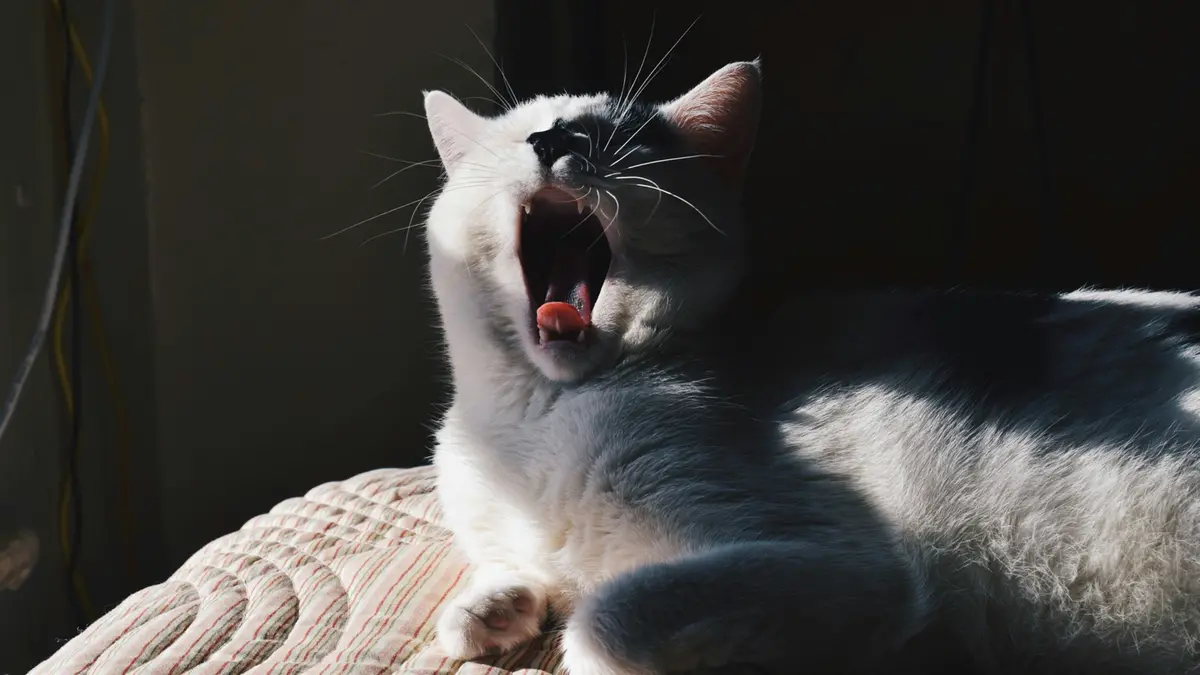 Dormire bene non riguarda solo gli esseri umani