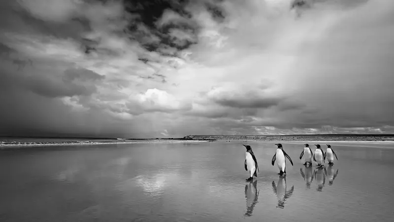 Volunteer Point, East Falklands, 2016 di Cristina Mittermeier