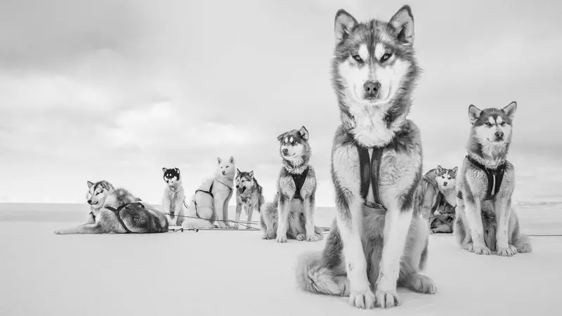 Qaanaaq, Greenland, Last Ice, 2015 di Cristina Mittermeier