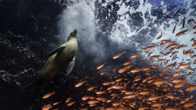 Galapagos Islands, 2021, di Cristina Mittermeier